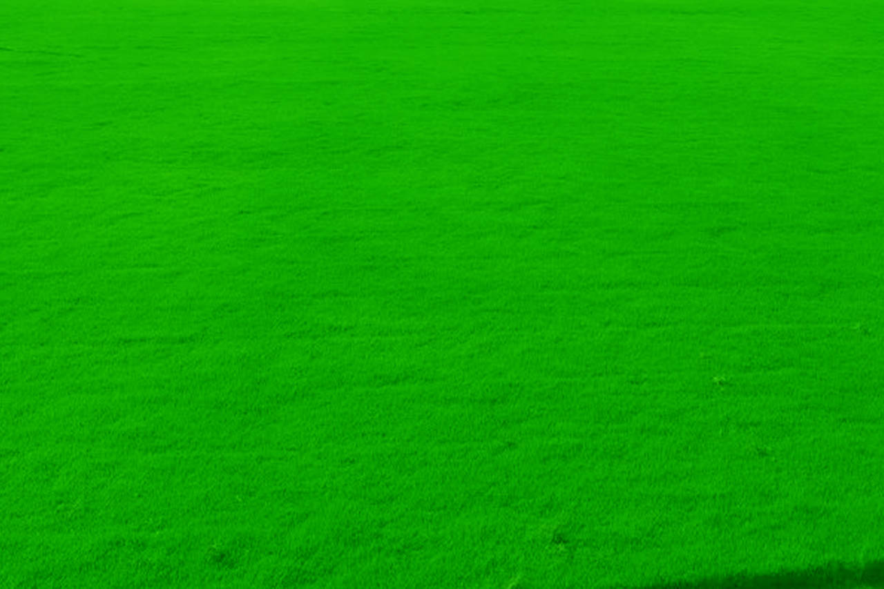 Mexican Lawn